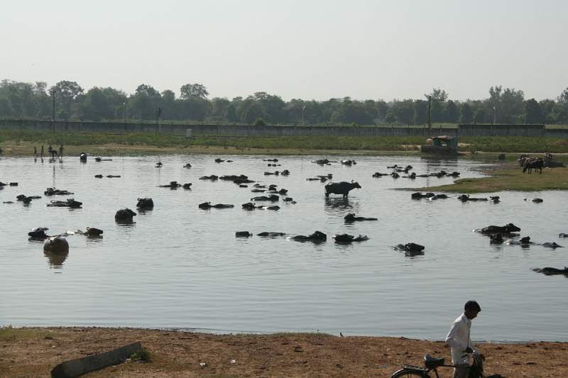 India & Nepal 2011 - 1286